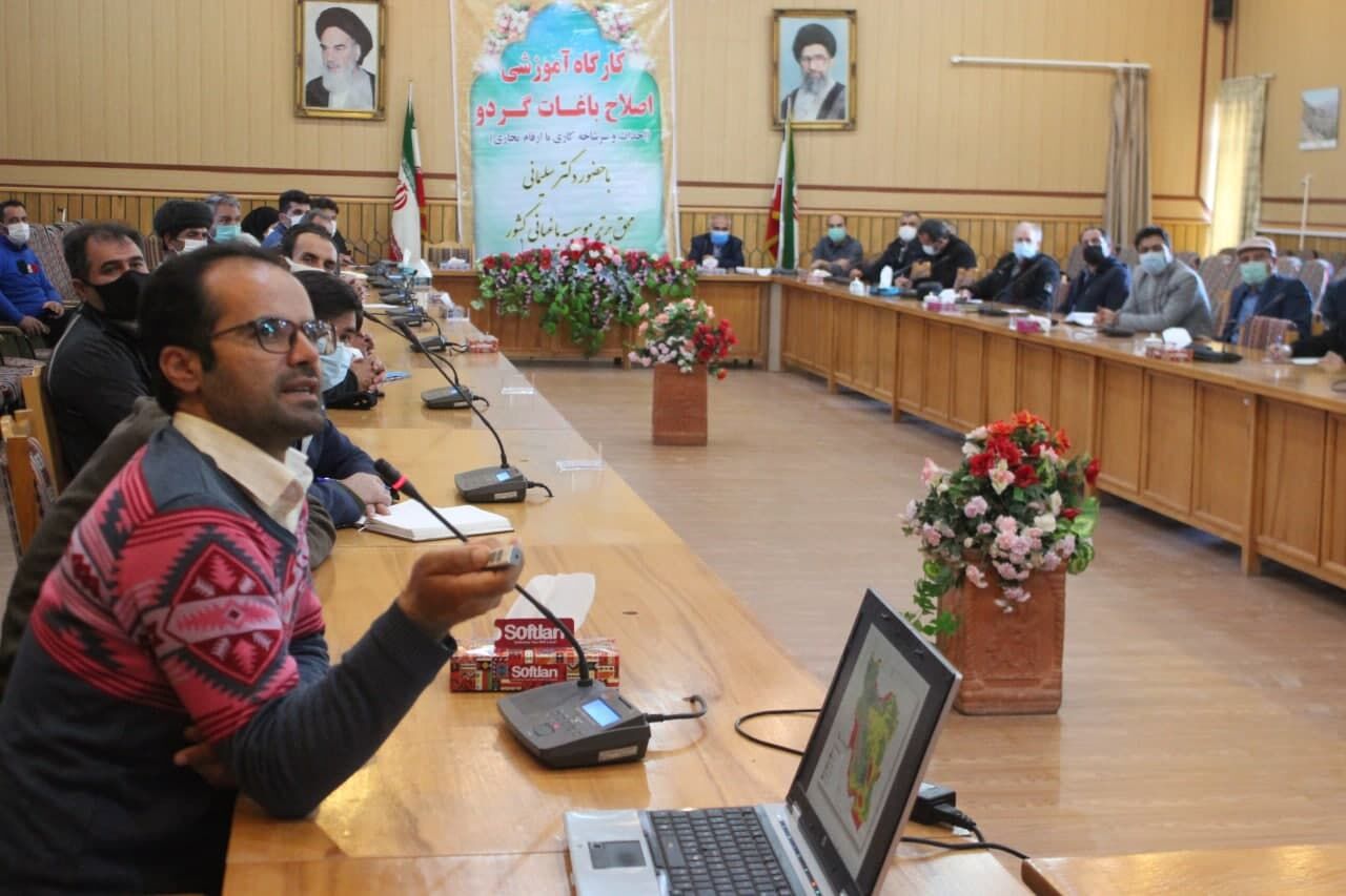 تولید گردو در ایران افزایش می‌یابد 