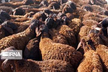 قاچاقچیان گوسفند در آب های قشم دستگیر شدند