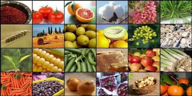 رشد ۳.۴ برابری تولیدات کشاورزی آذربایجان‌شرقی