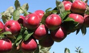تسهیل مسیر صادراتی، نیاز اساسی سیب آذربایجان‌غربی 