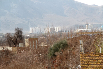 تیشه بر ریشه درختان  تفت در استان یزد