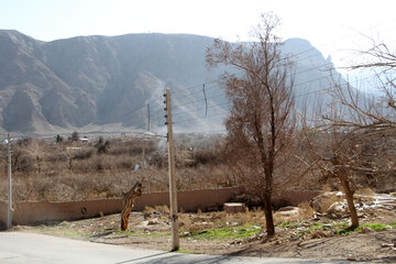 تیشه بر ریشه درختان  تفت در استان یزد