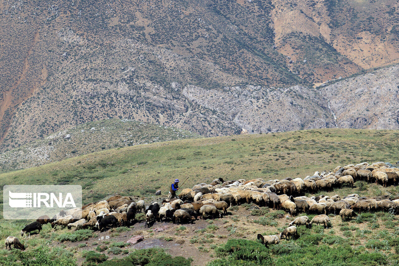  کنترل چرای دام در ۲۰۰ هزار هکتار از مراتع کردستان اجرا شد
