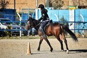 Иран взаимодействует с 4 странами региона для проведения конных соревнований