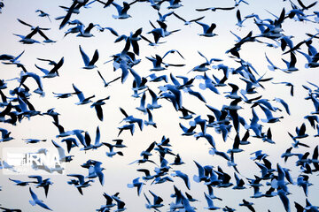 پرواز ۳۰۰ هزار مرغ مهاجر در آسمان گلستان