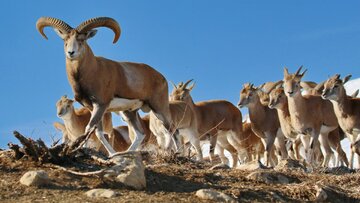 بخشی از وحوش در محیط زیست خراسان رضوی سرشماری شد