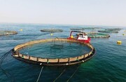 Bushehr governor hails cage fish farming prospect