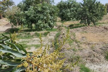 باغات انبه سیستان و بلوچستان به گل نشست