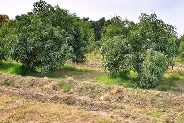 باغات انبه سیستان و بلوچستان به گل نشست