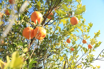 برداشت نارنگی در سیستان و بلوچستان آغاز شد