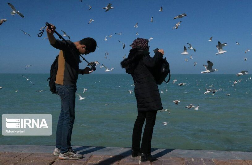 هشدار محیط زیست: مردم از نزدیک شدن به پرندگان وحشی خودداری کنند
