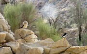 تصویر گونه کمیاب جغد عمانی در کوه هوای لامرد فارس ثبت شد