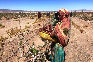 فعالیت ١١٠ صندوق خرد زنان روستایی و عشایری در سیستان و بلوچستان