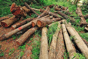 ۱۵ نفر از عوامل مرتبط با قطع غیرمجاز درختان جنگلی در ساری دستگیر شدند
