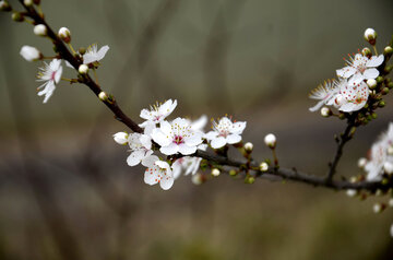 شکوفه‌های زمستانی گیلان