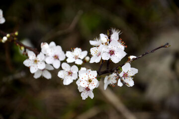 شکوفه‌های زمستانی گیلان