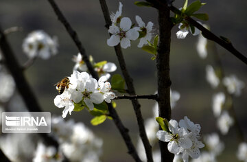 Winter blossoms in northern Iran