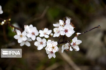 Winter blossoms in northern Iran