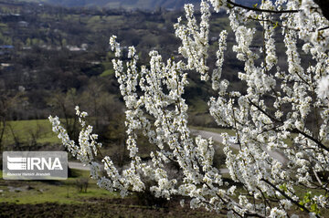 Winter blossoms in northern Iran