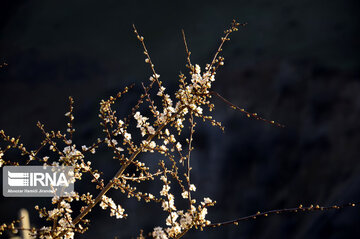 Winter blossoms in northern Iran