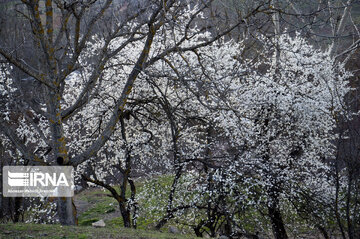 Winter blossoms in northern Iran