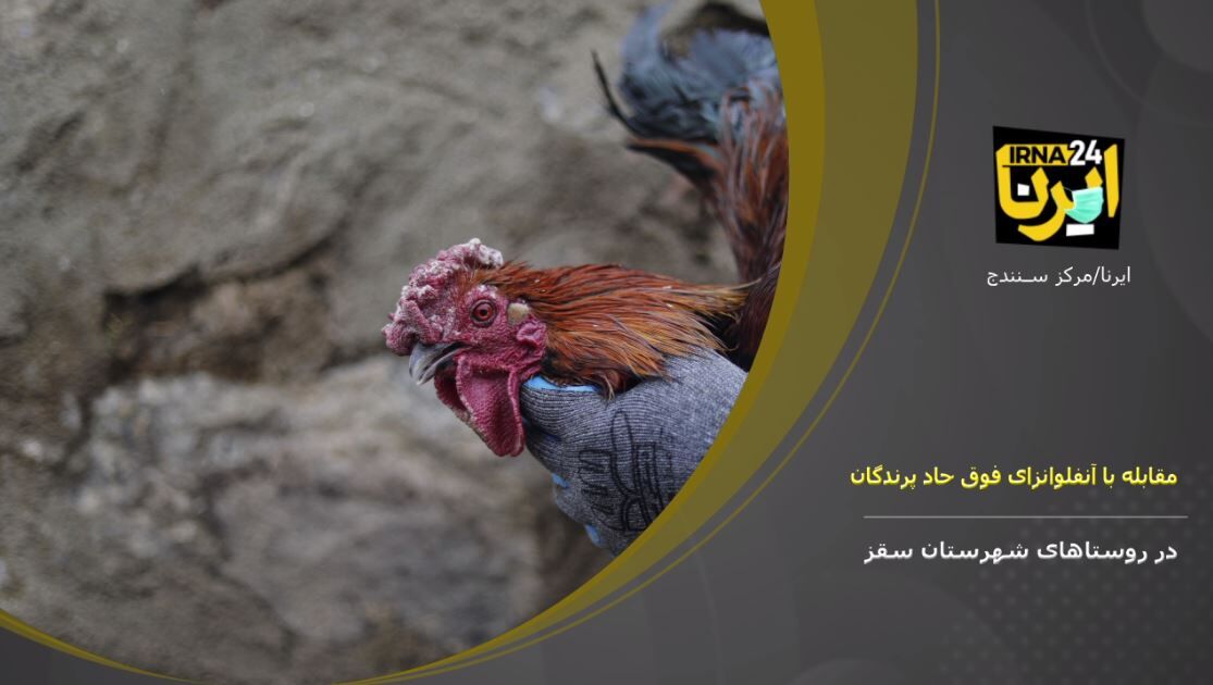 فیلم: مقابله با شیوع آنفلوانزای فوق حاد پرندگان