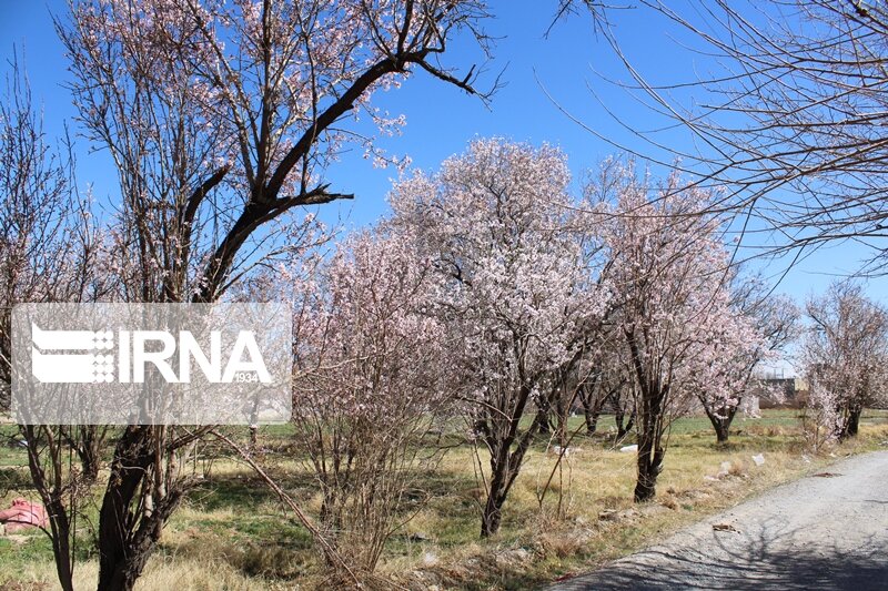 پیشگیری از سرمازدگی درختان بادام باغستان سنتی قزوین کلید خورد