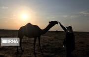 Camel grazing in Maranjab Desert, Iran