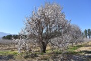 Winter blossoms in Qazvin