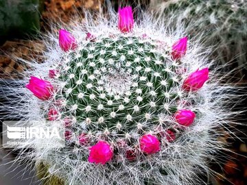 La culture du cactus à Boushehr (sud d'Iran)
