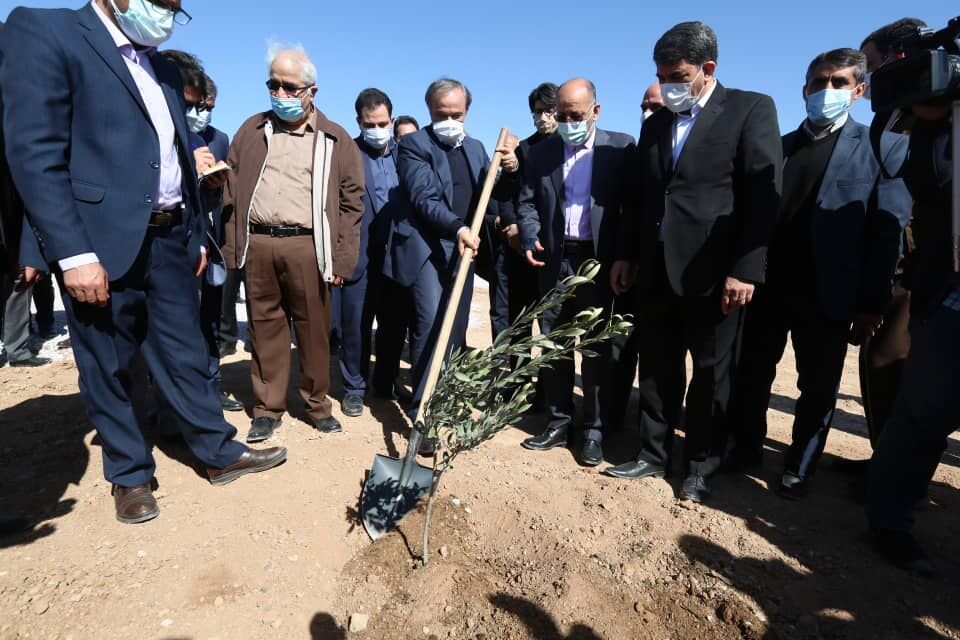 عملیات درختکاری کمربند سبز اردکان آغاز شد
