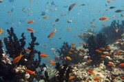 تامین ۷۰ درصد شبکه غذایی صخره های مرجانی از منابع اقیانوسی