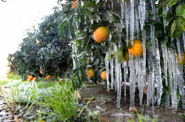 توصیه جهاد کشاورزی مازندران به باغداران برای مقابله با سرما و یخبندان