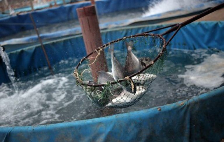  پرورش ماهی "رودشور"، پروژه‌ای اشتغال و درآمدزا برای روستاییان گناوه
