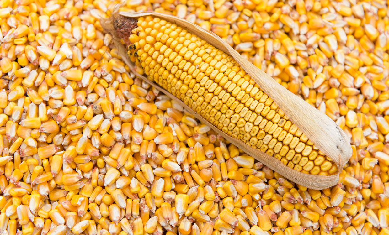 قاچاقچی ذرت در اردبیل جریمه شد