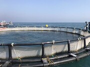 بندرلنگه؛قطب اصلی پرورش ماهی در قفس کشور