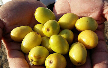 ۶ هزار و ۵۰۰ تن میوه گرمسیری کُنار در سیستان و بلوچستان برداشت شد