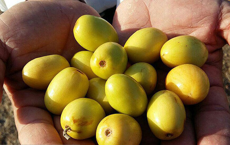 بیش‌از ۳ هزار تن میوه گرمسیری کُنار در سیستان و بلوچستان برداشت شد