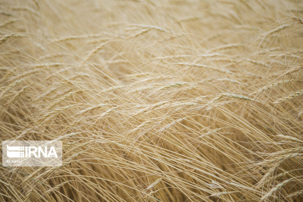 ۱۳۰ کارشناس کشاورزی در قزوین مزارع جو و گندم را نظارت می‌کنند