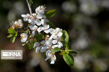 Spring blossoms in winter time; Northern Iran