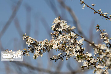 Spring blossoms in winter time; Northern Iran