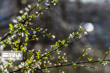 Spring blossoms in winter time; Northern Iran