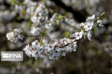 Spring blossoms in winter time; Northern Iran