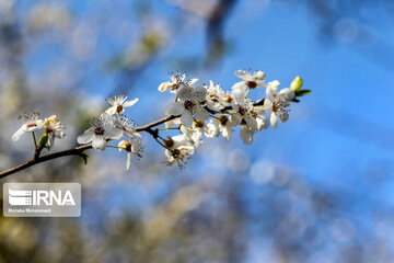 Spring blossoms in winter time; Northern Iran