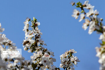 Spring blossoms in winter time; Northern Iran