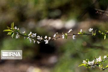 Spring blossoms in winter time; Northern Iran