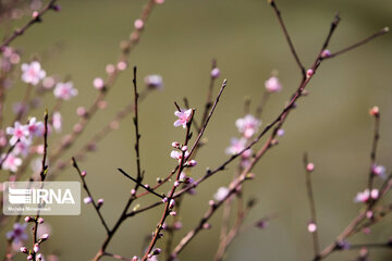 Spring blossoms in winter time; Northern Iran