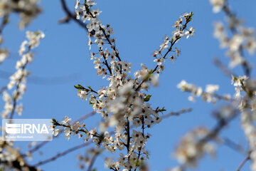 Spring blossoms in winter time; Northern Iran