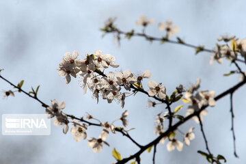 Spring blossoms in winter time; Northern Iran