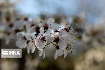 Spring blossoms in winter time; Northern Iran